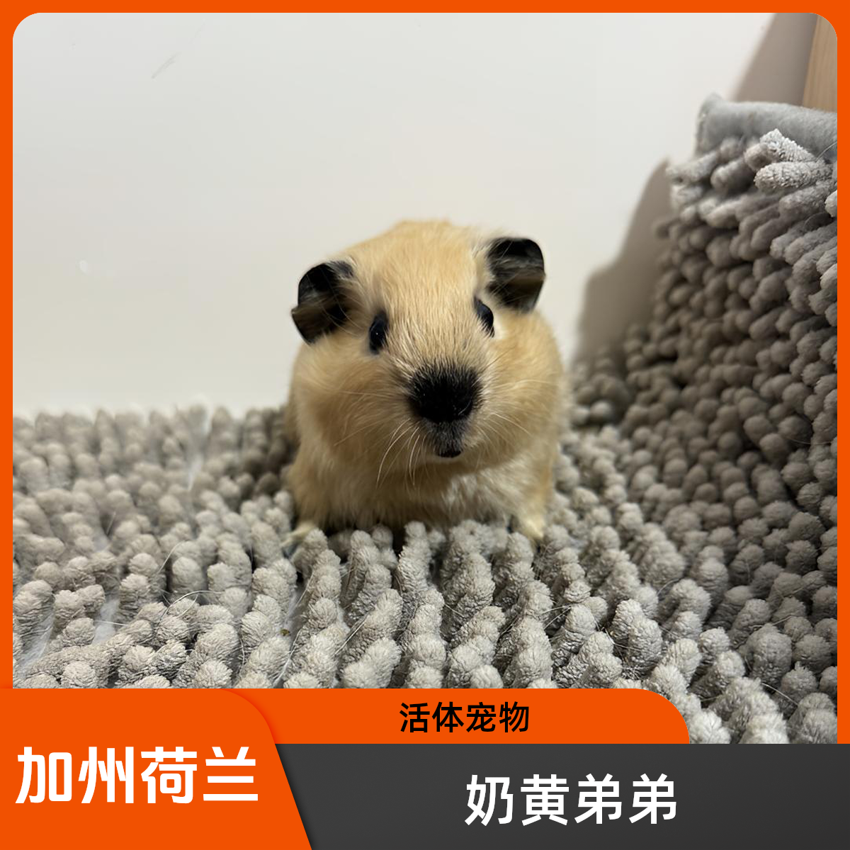 奶黄锻加州荷兰猪豚鼠弟弟八黑无暇京东包邮微真菌