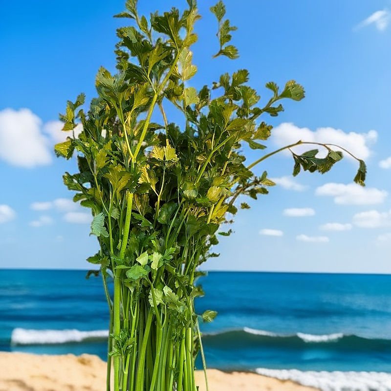 （圆通）泰安特产，宁阳脆芹