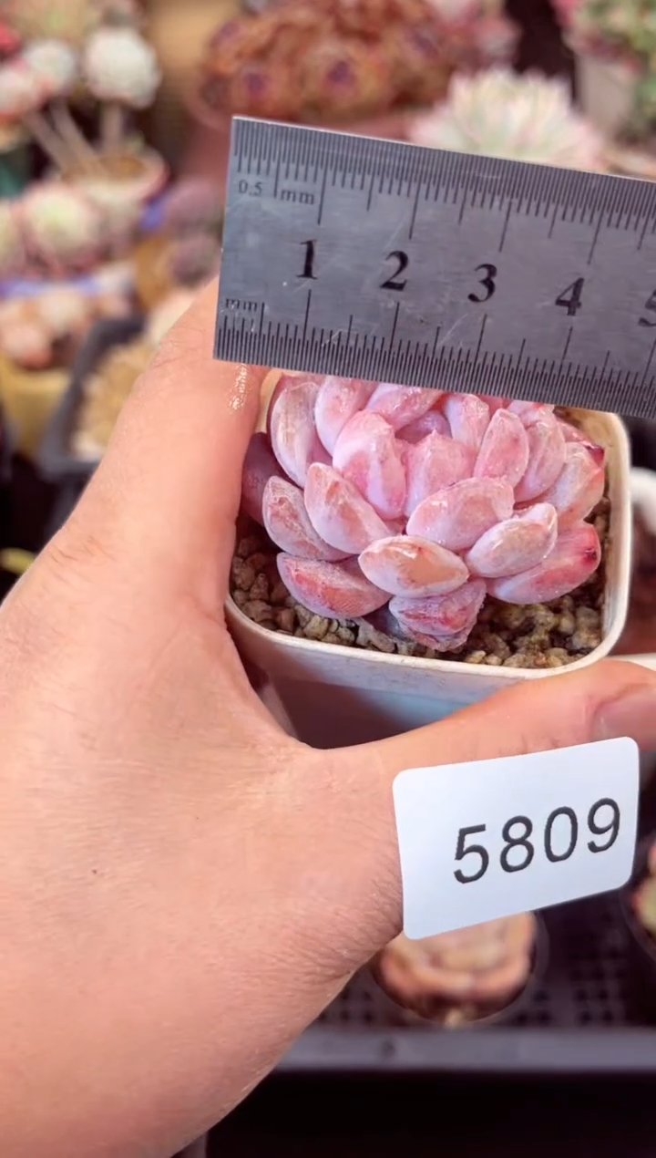 【闪购商品】5809单头多肉