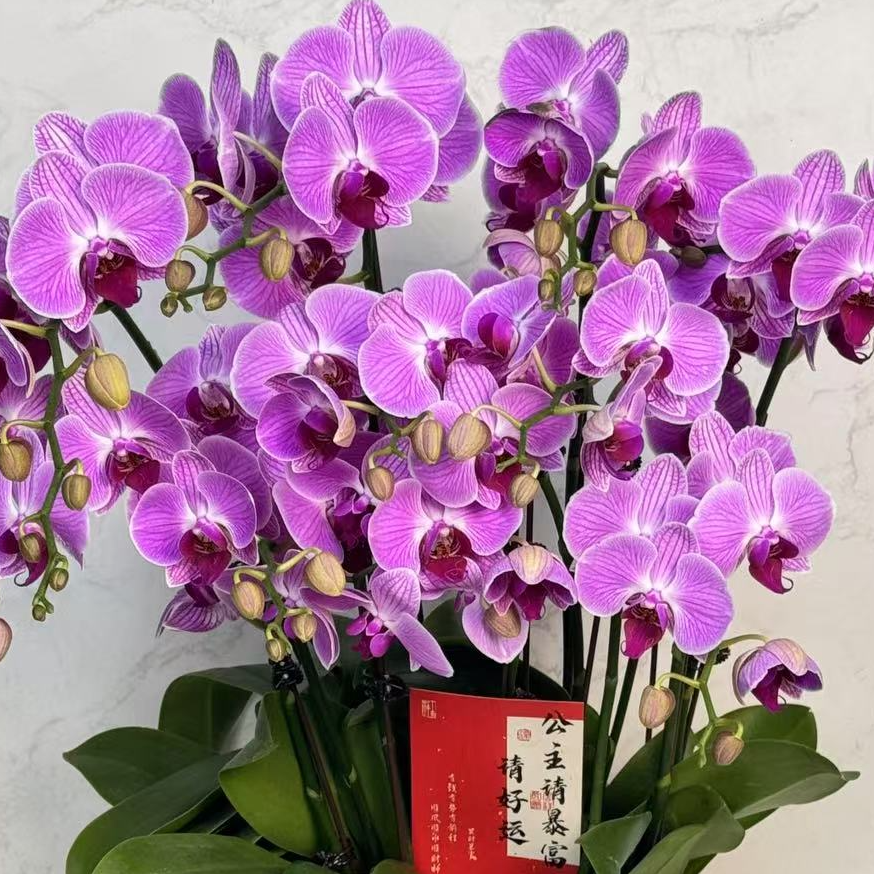 多彩优选（安妮）欧品花量多蝴蝶兰鲜花室内送礼高端花卉