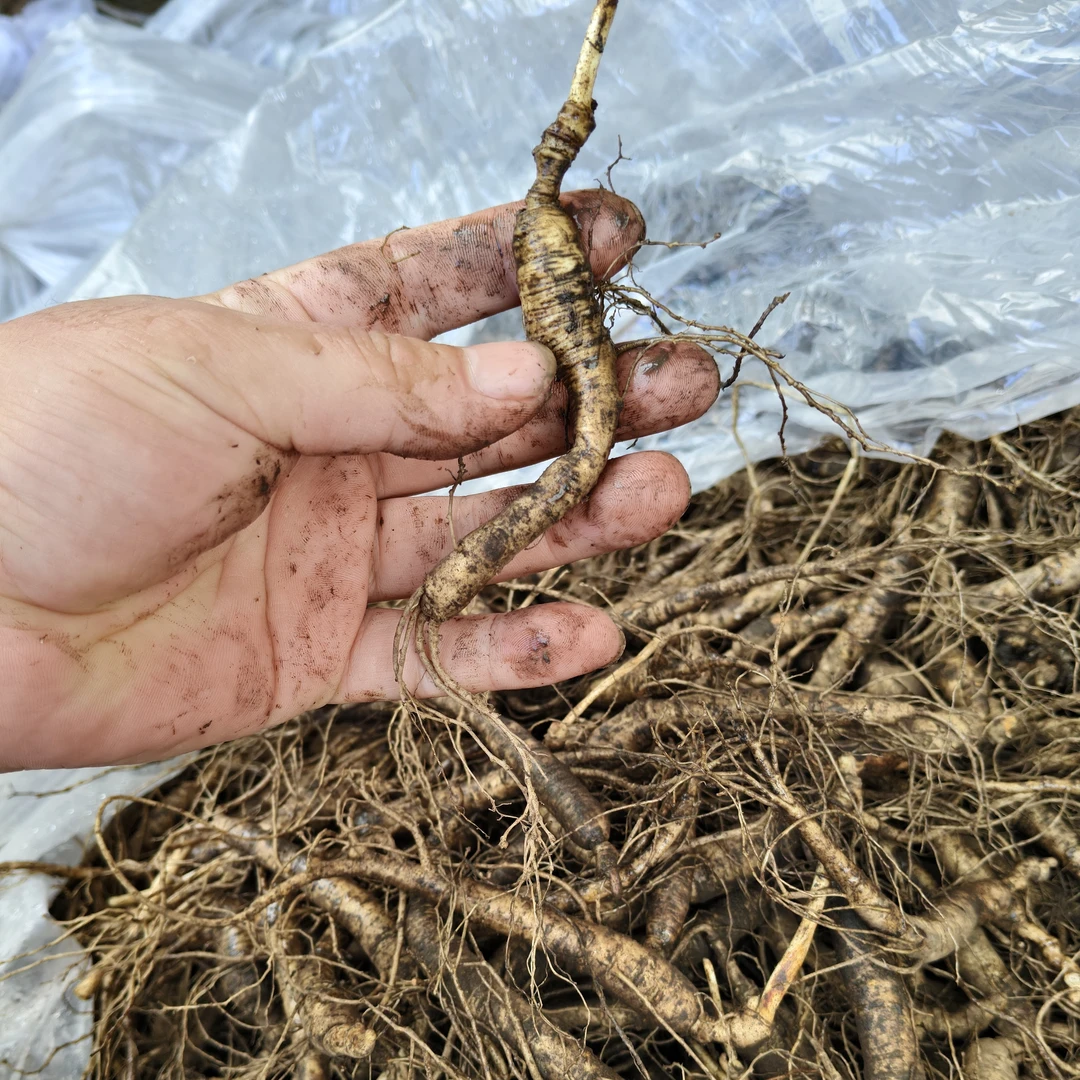 高山农家【人参粉】云南昭通 100g/罐代客磨粉孝敬长辈 阿涛专属a