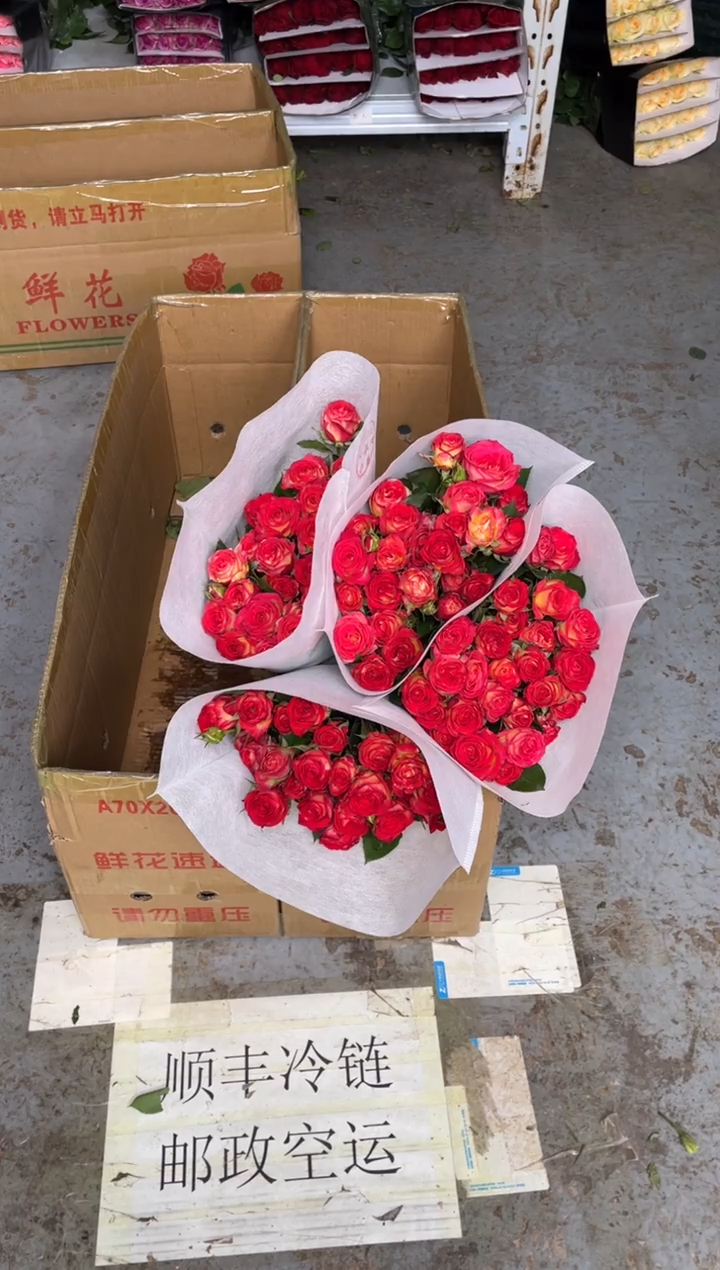 单头爱丽丝20枝4扎