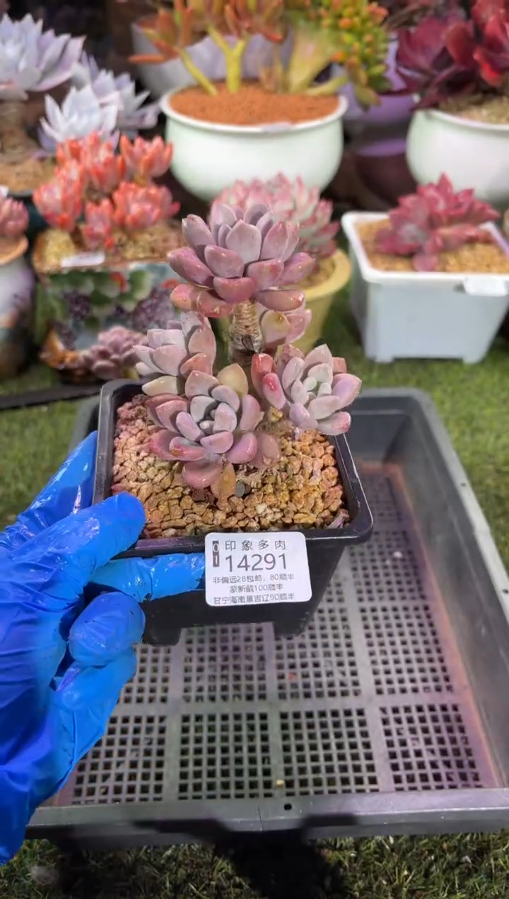 【闪购商品】14291