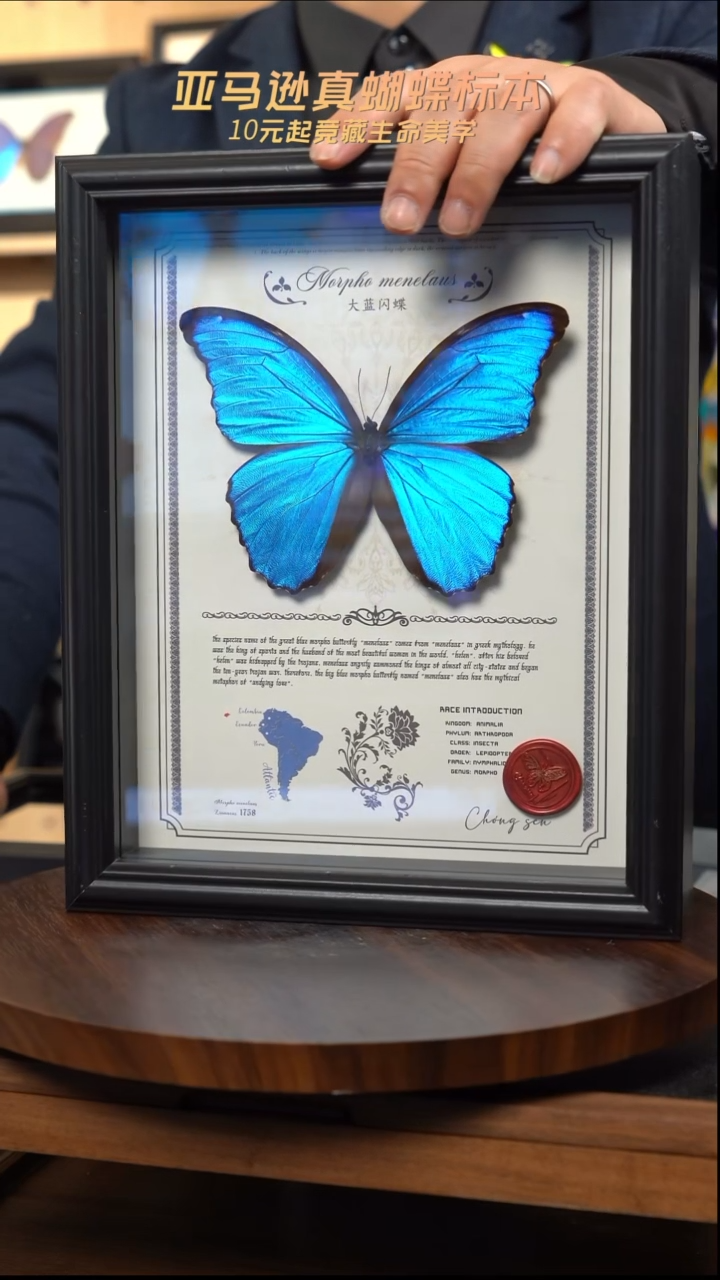 大蓝闪蝶10寸竖豪华款带证书