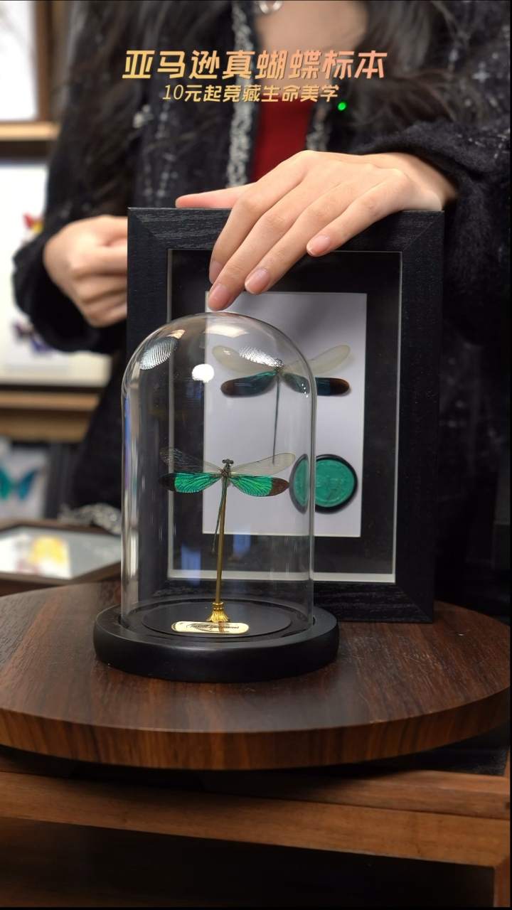 华艳色蟌小号玻璃罩