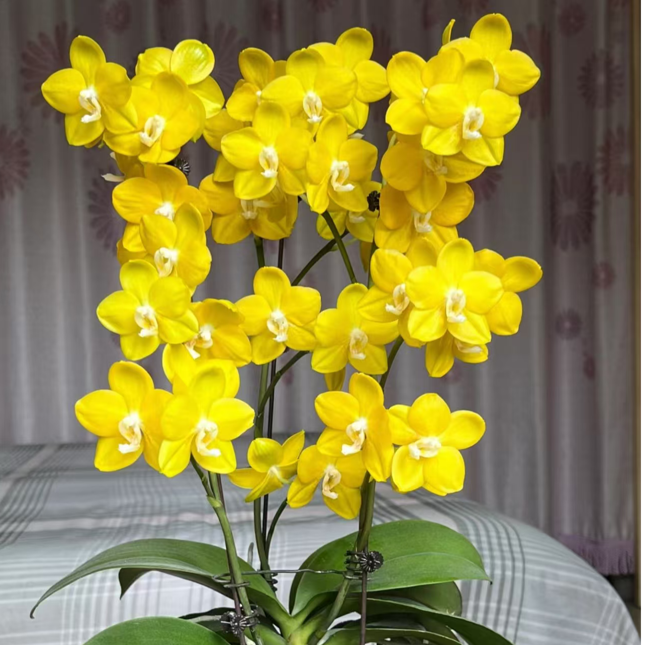 2个花剑 三倍蜡质花  【 吉祥如意 】蝴蝶兰花期6-7个月左右 