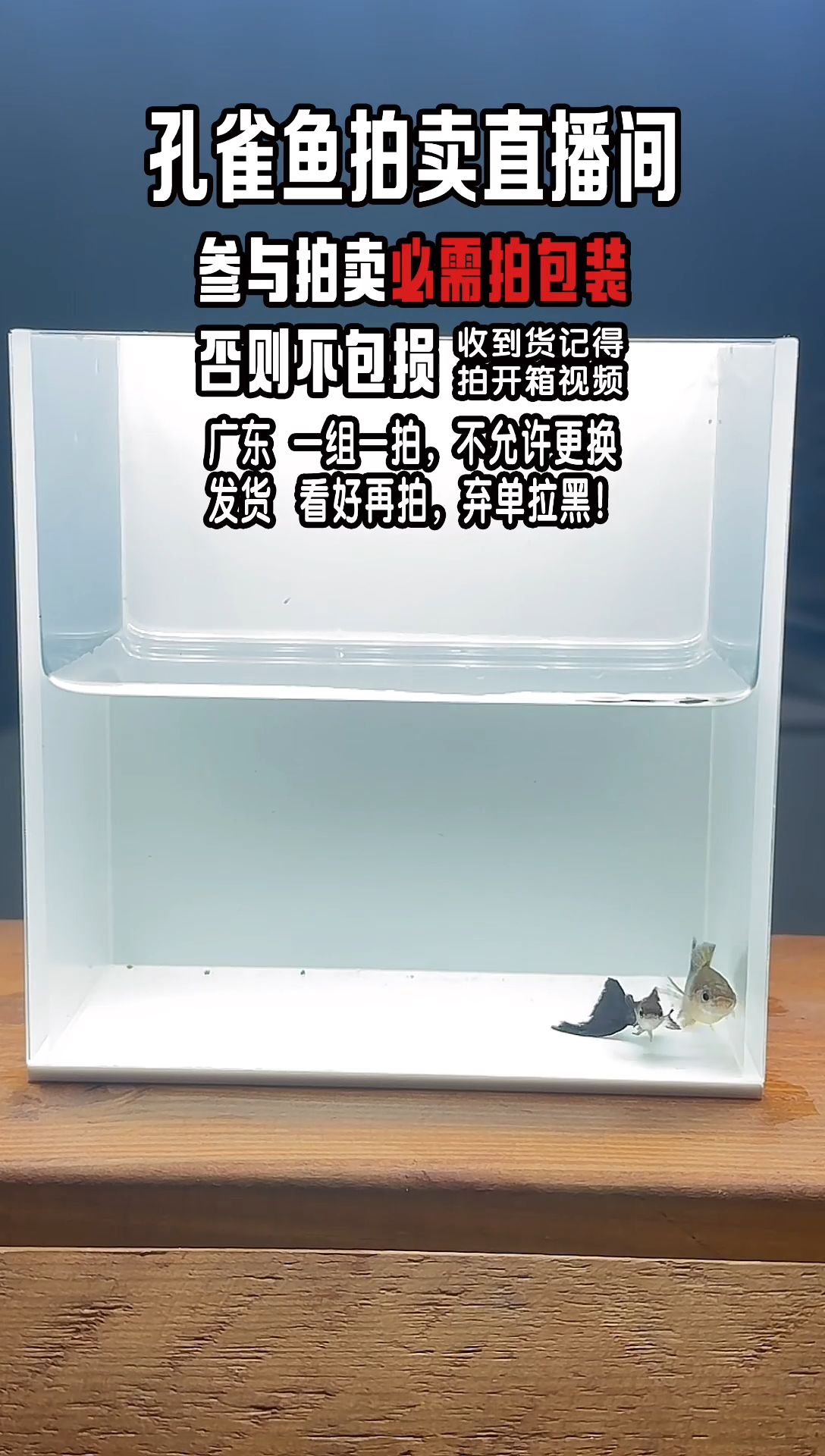 孔雀鱼人猿泰山蓝1对