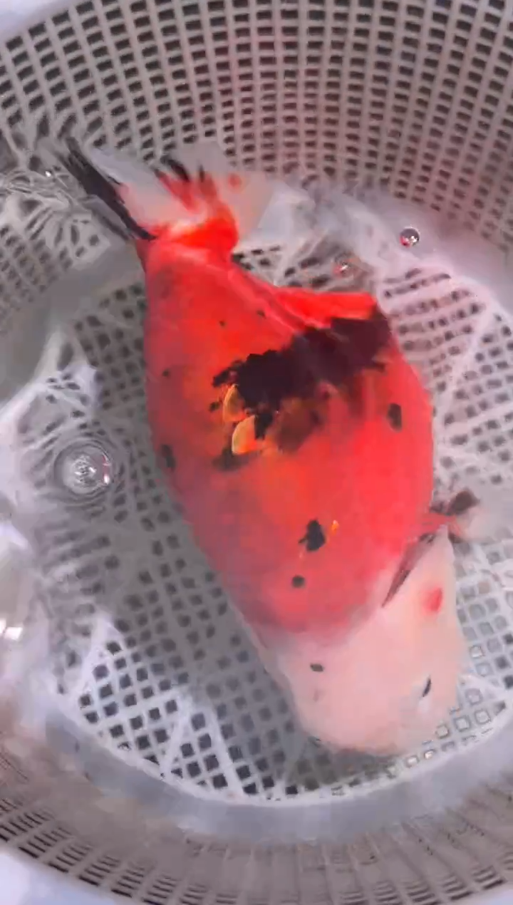 狮头鱼?****?兰寿金鱼兰寿金鱼