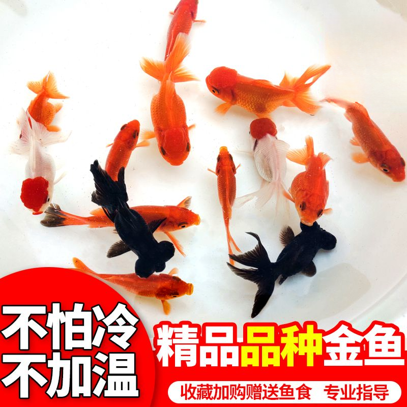 金鱼不怕冷不加温好养耐活的淡水冷水鱼观赏适合新手饲养国粹红狮