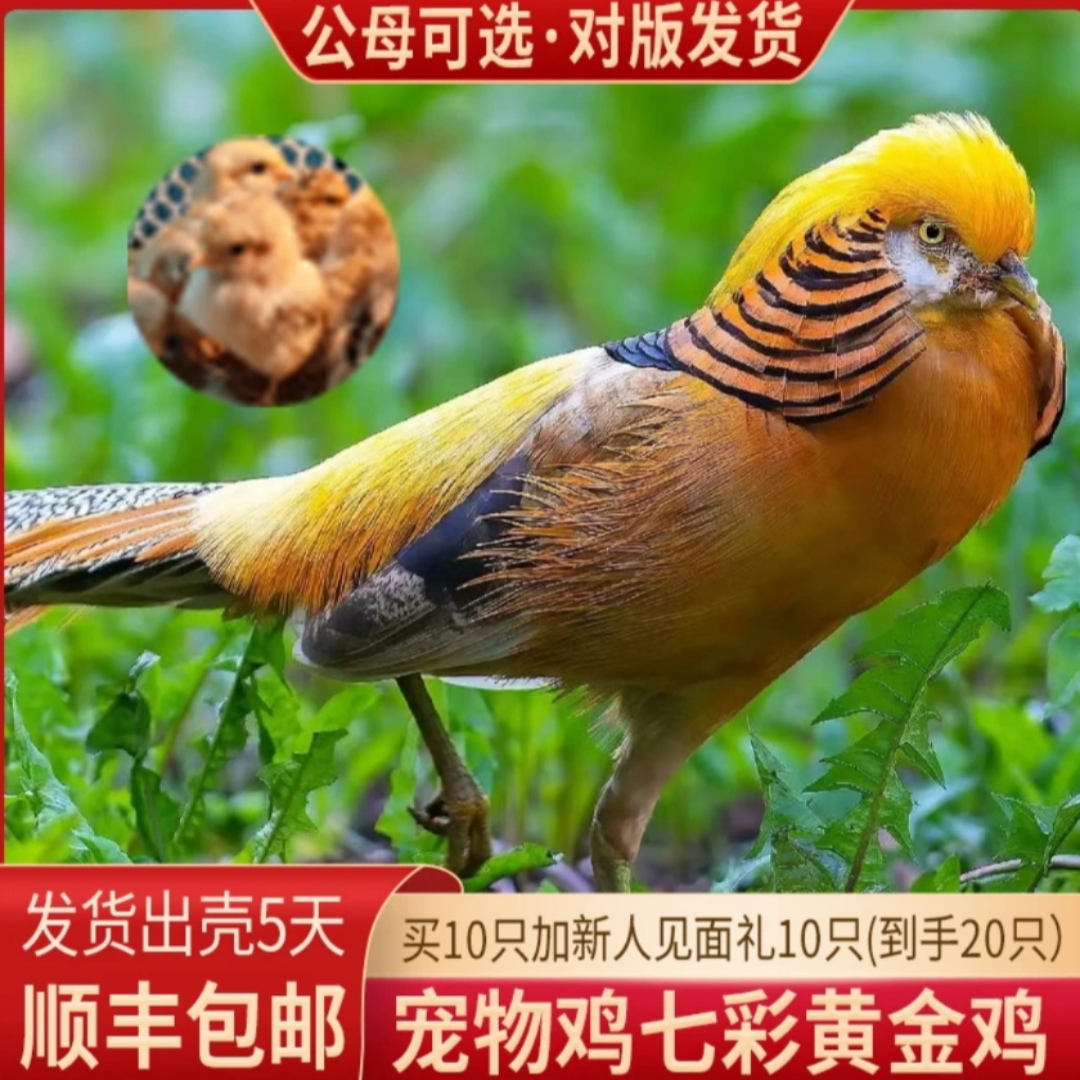 【福利款】宠物七彩黄金鸡一周左右  宠物观赏鸡