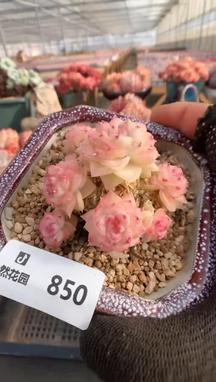 【闪购商品】850白天鹅一物一拍