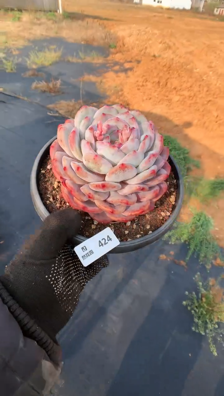 【闪购商品】424梦露一物一拍