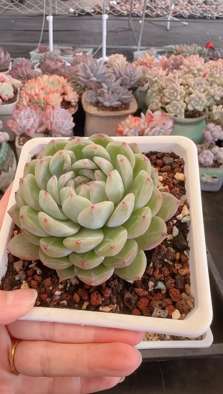 【闪购商品】6531.