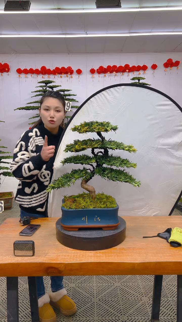 【闪购商品】盆景1