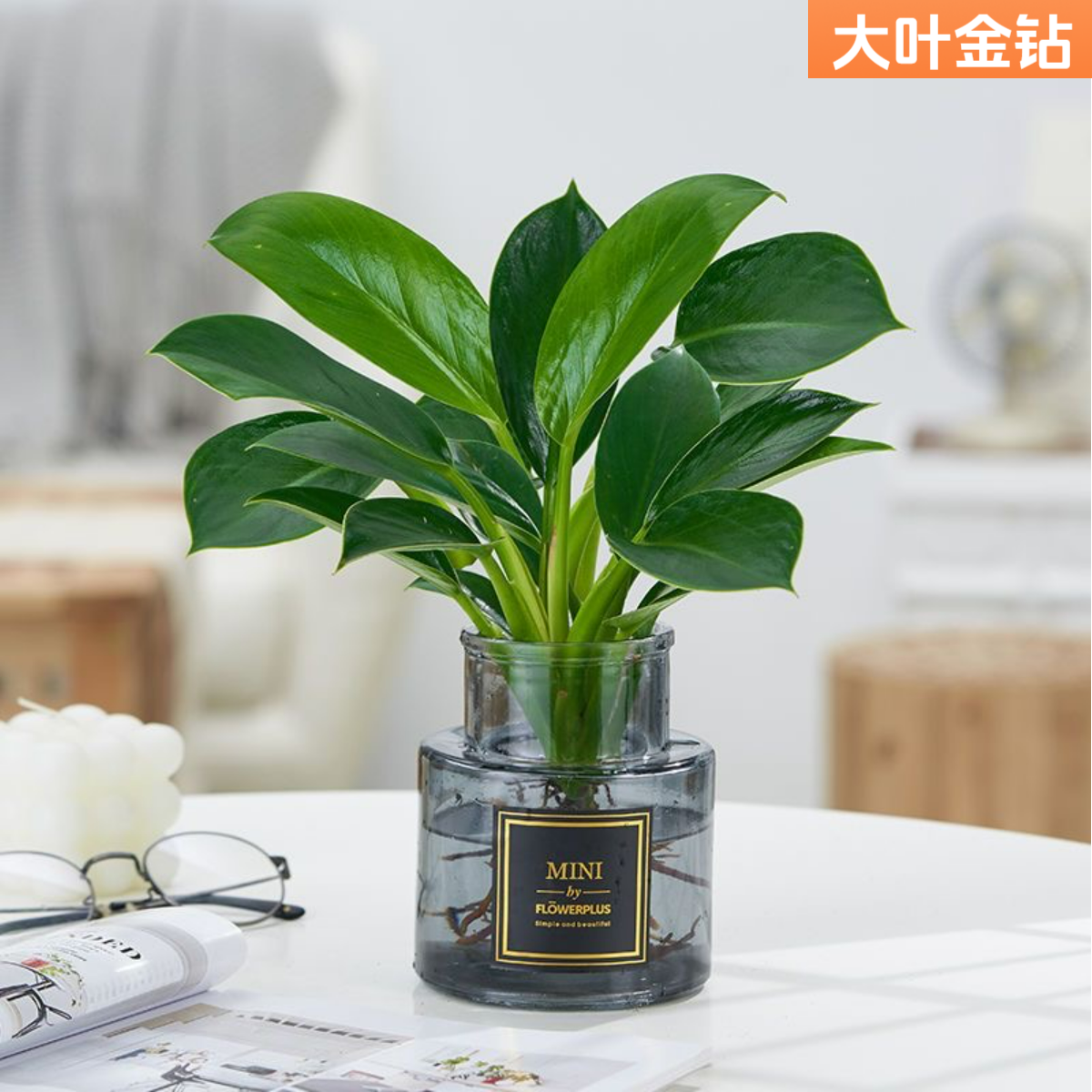 大叶金钻绿公主四季常青吸甲醛室内绿植可水培净化空气好养绿植商品图