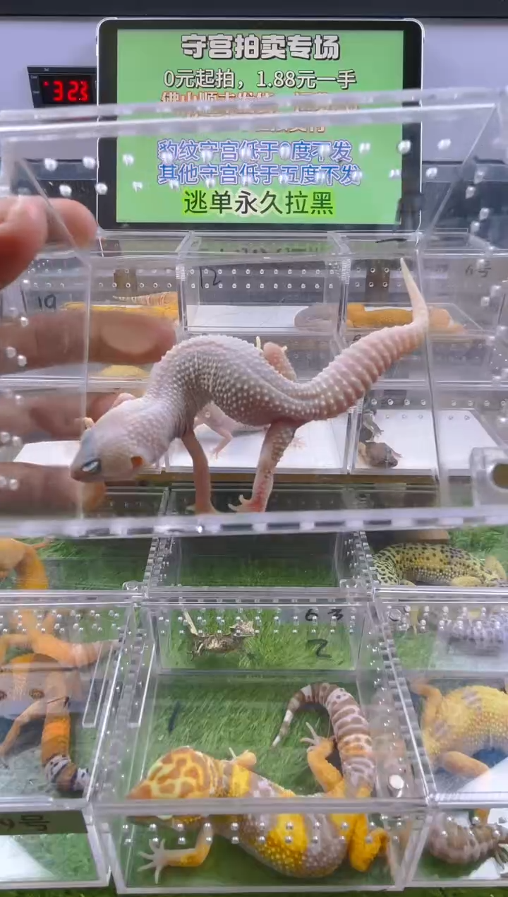 豹纹守宫守宫可爱温顺迷人好看