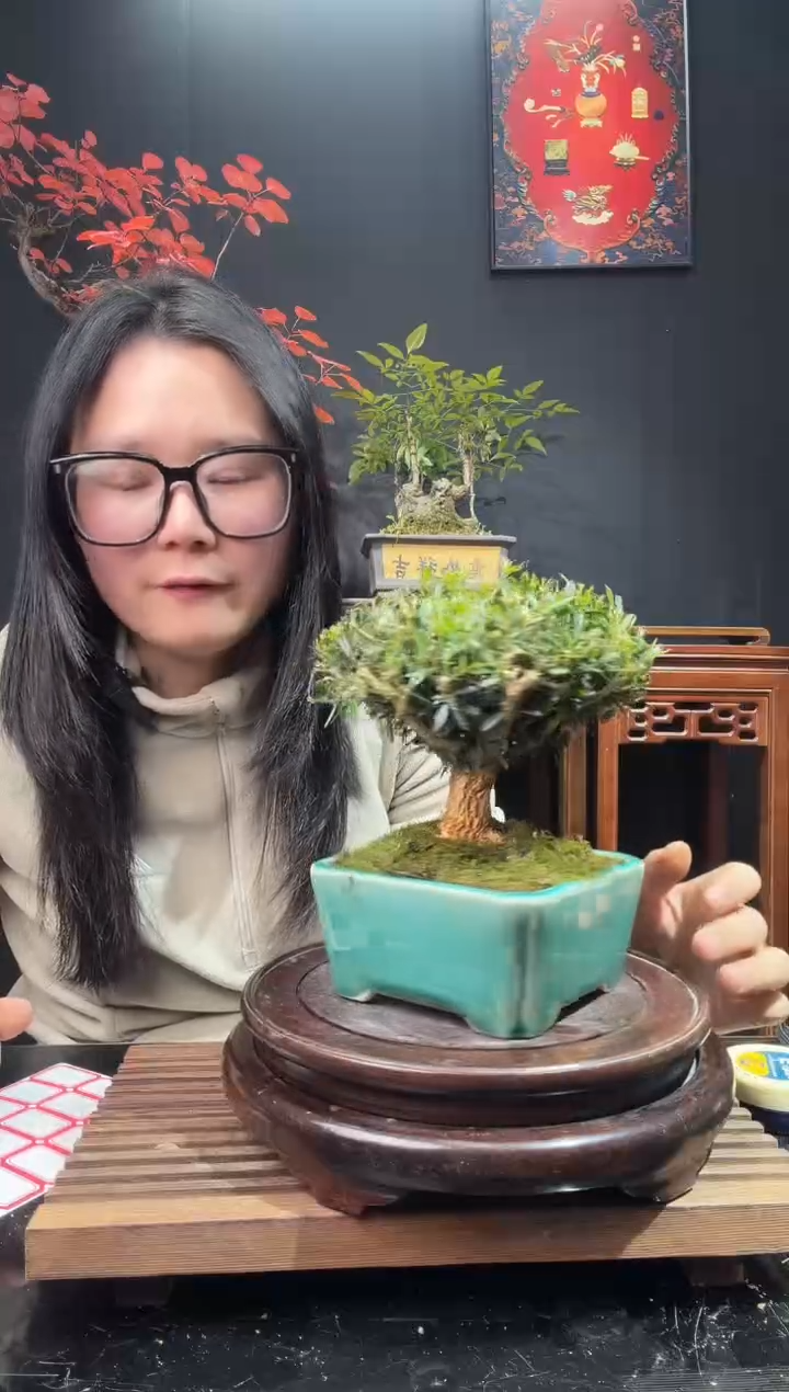 完全开放黄杨000