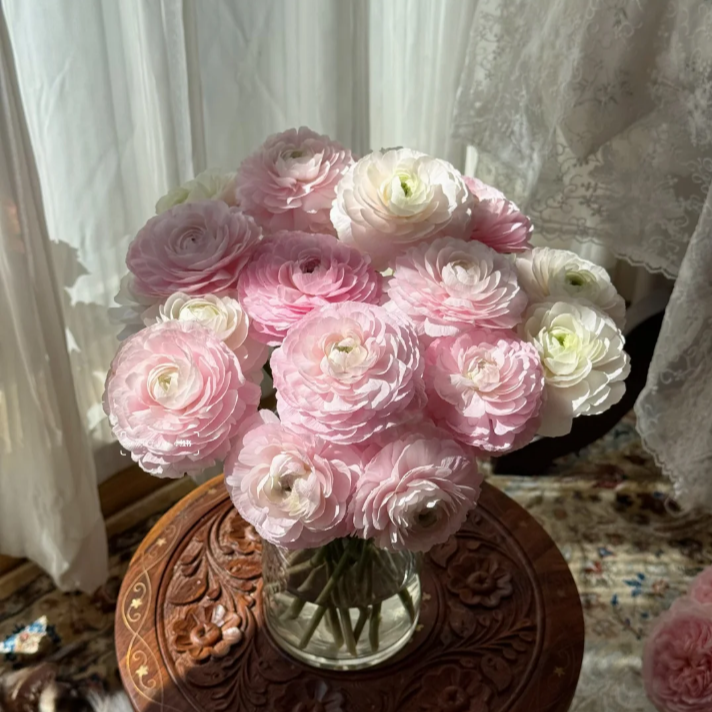 【今喜花舍】河内樱花粉洋牡丹 0°以下地区记得拍保温棉哦！！！