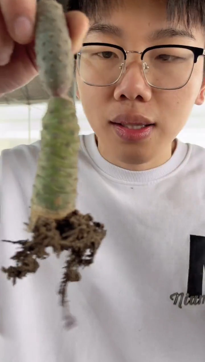 【闪购商品】松丽团扇【带根】