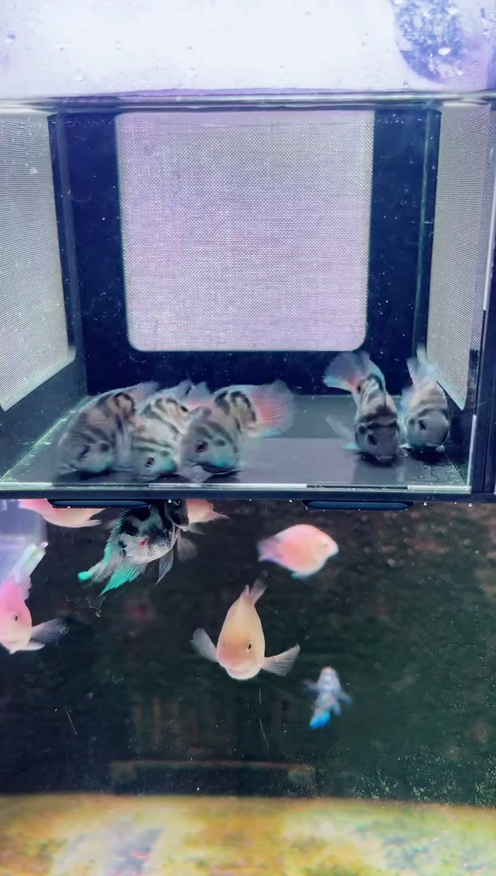 鹦鹉鱼摩卡5条不分公母