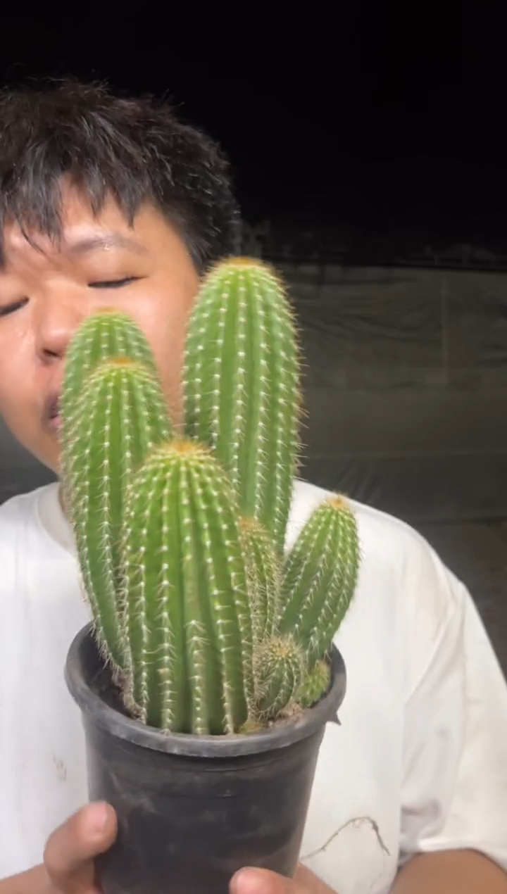 多头 大凤龙【带根】3头起发