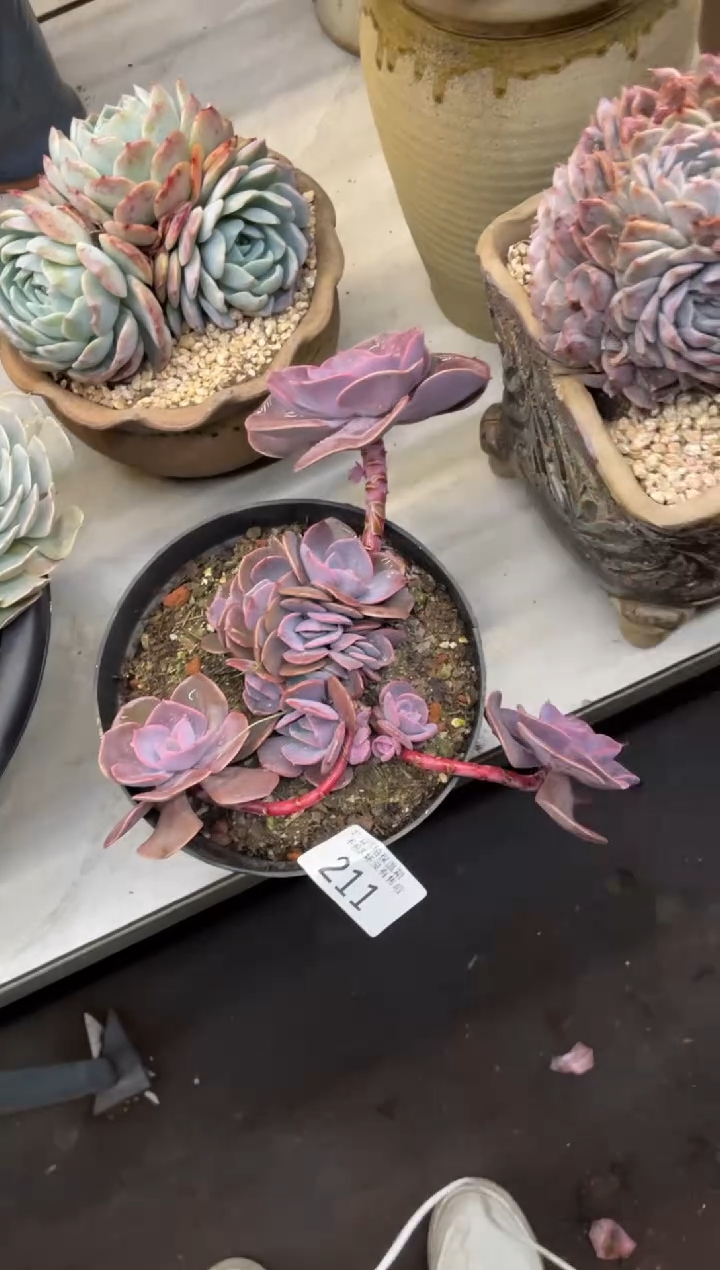 【闪购商品】211尘埃