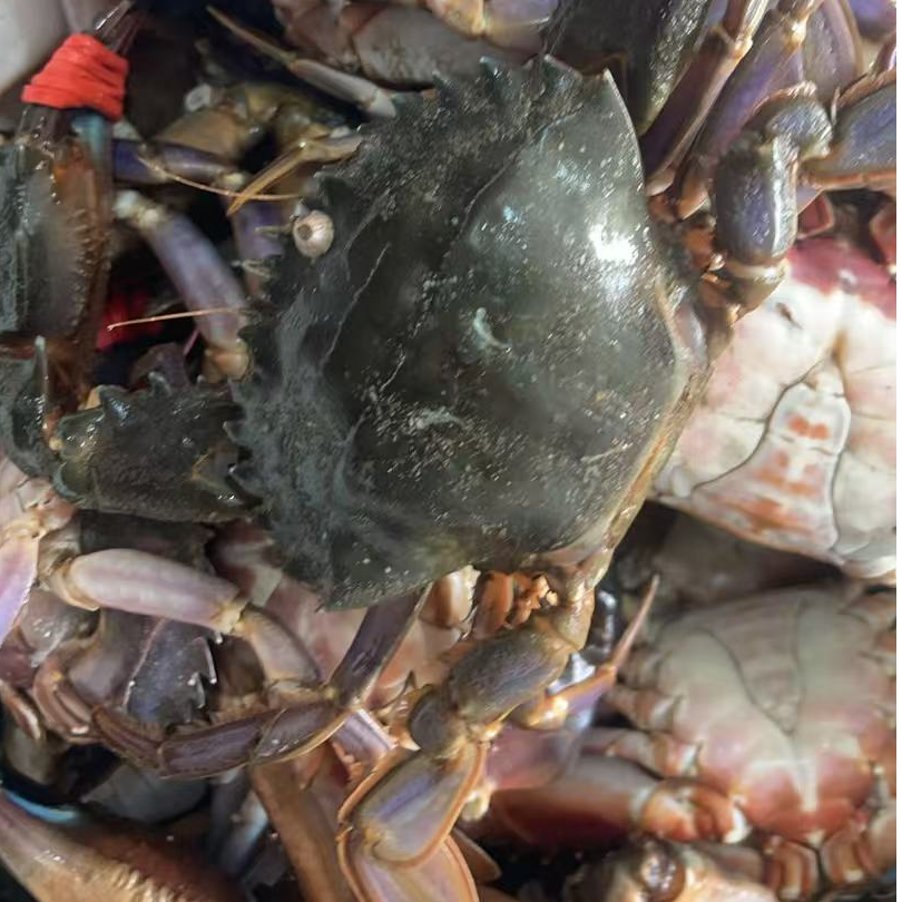 当日海捕赤甲红3斤[保鲜不保活]（部分断腿）