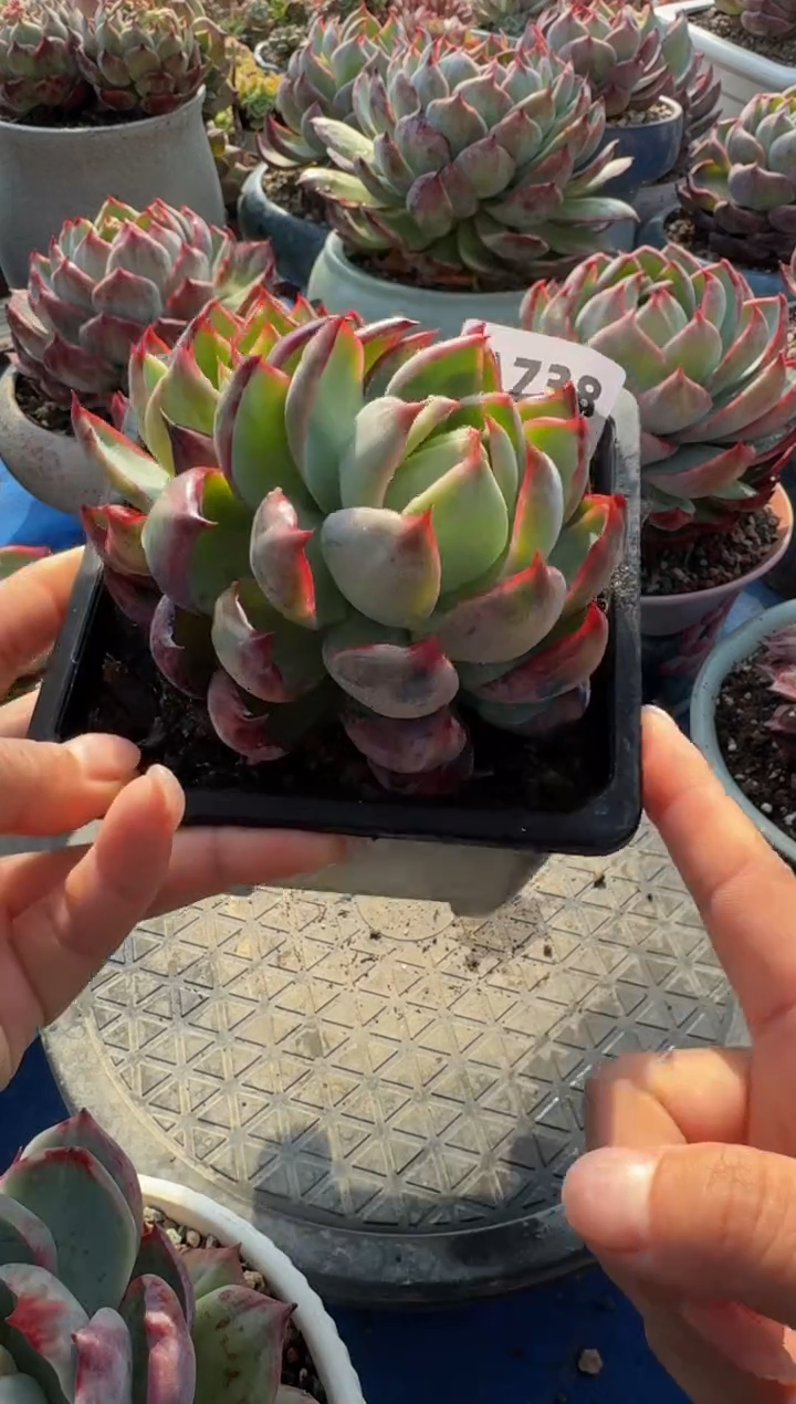 【闪购商品】A738惊鸿仙子（裸根发货）（不包整）