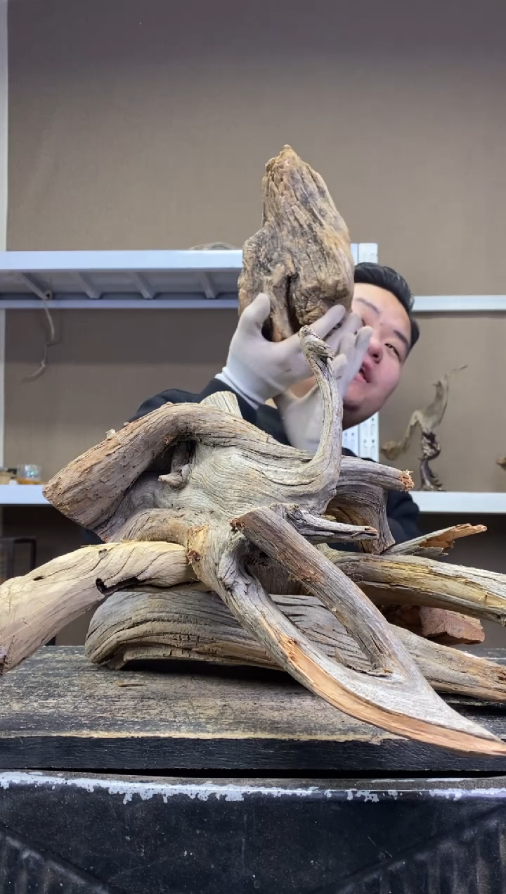 小***v胖胖崖柏精品摆件 小小rev 