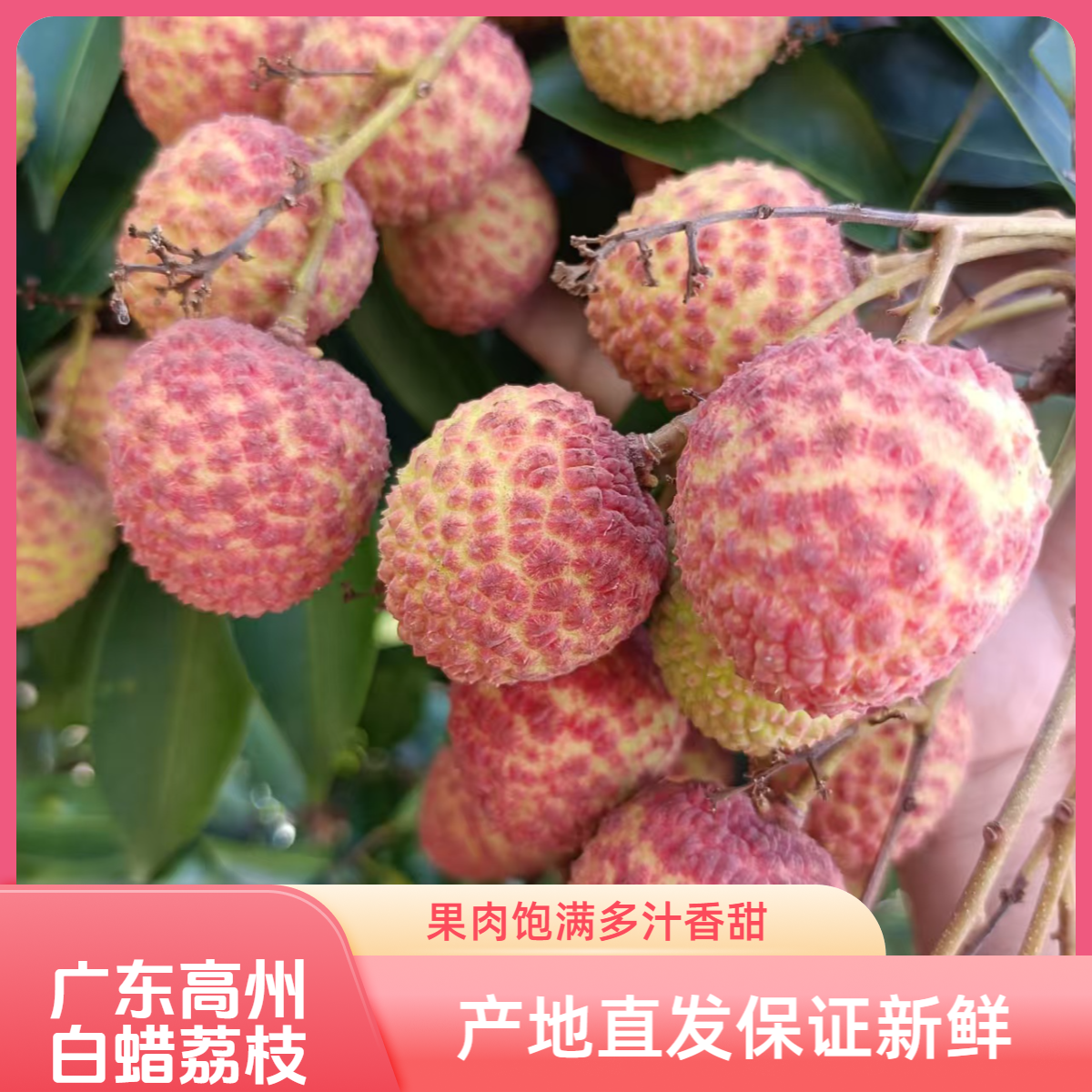 广东省内（新兴白腊荔枝）：肉质清爽多汁既甜又不腻口感层次丰富。