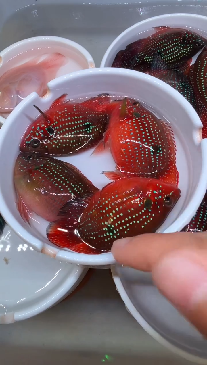 红宝石鱼红宝石4条
