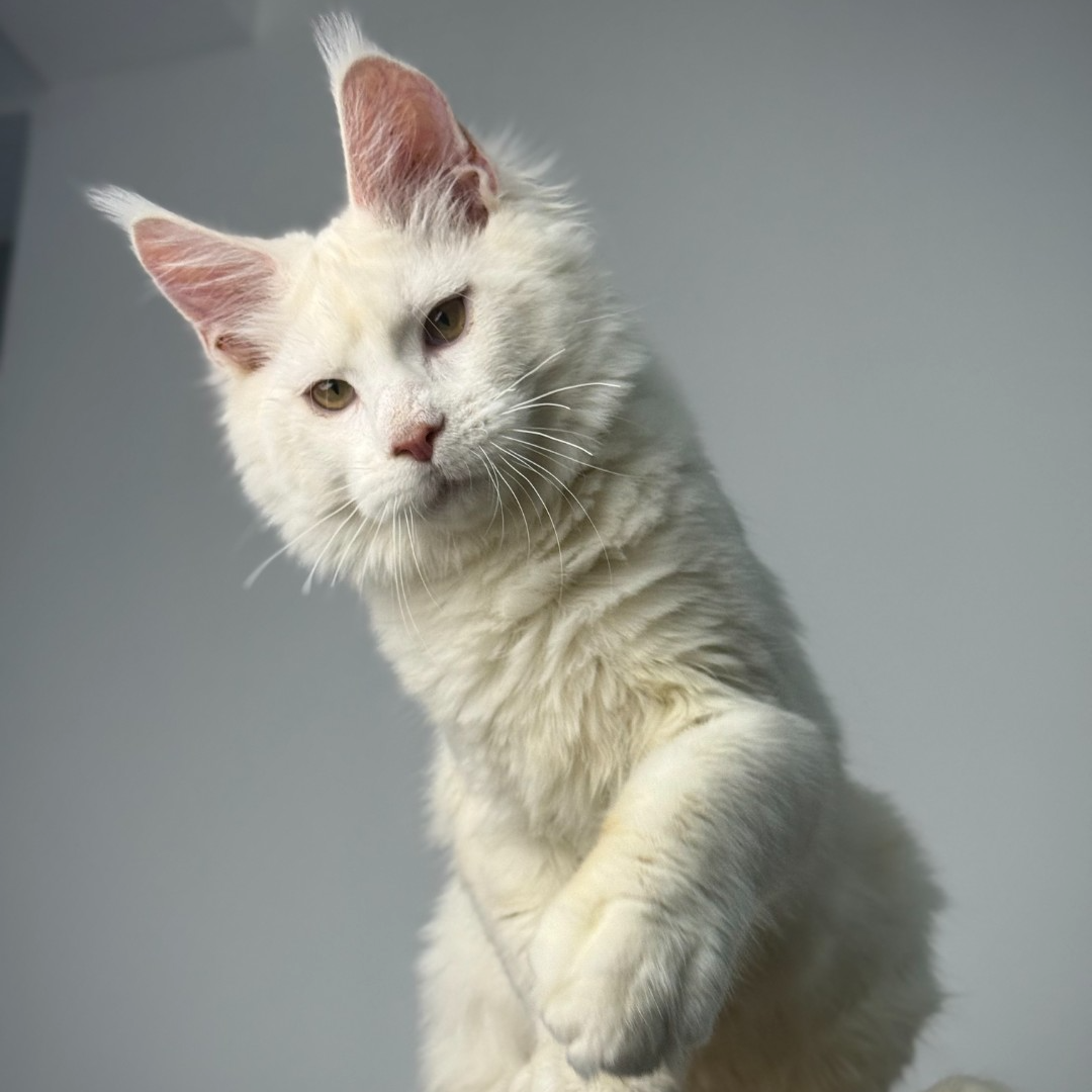 亚特缅因猫-红阴影-弟弟       