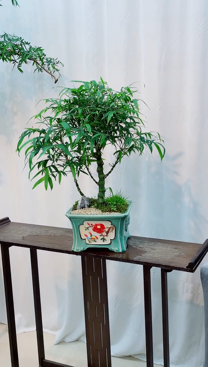 无花朵竹子盆景竹子盆景