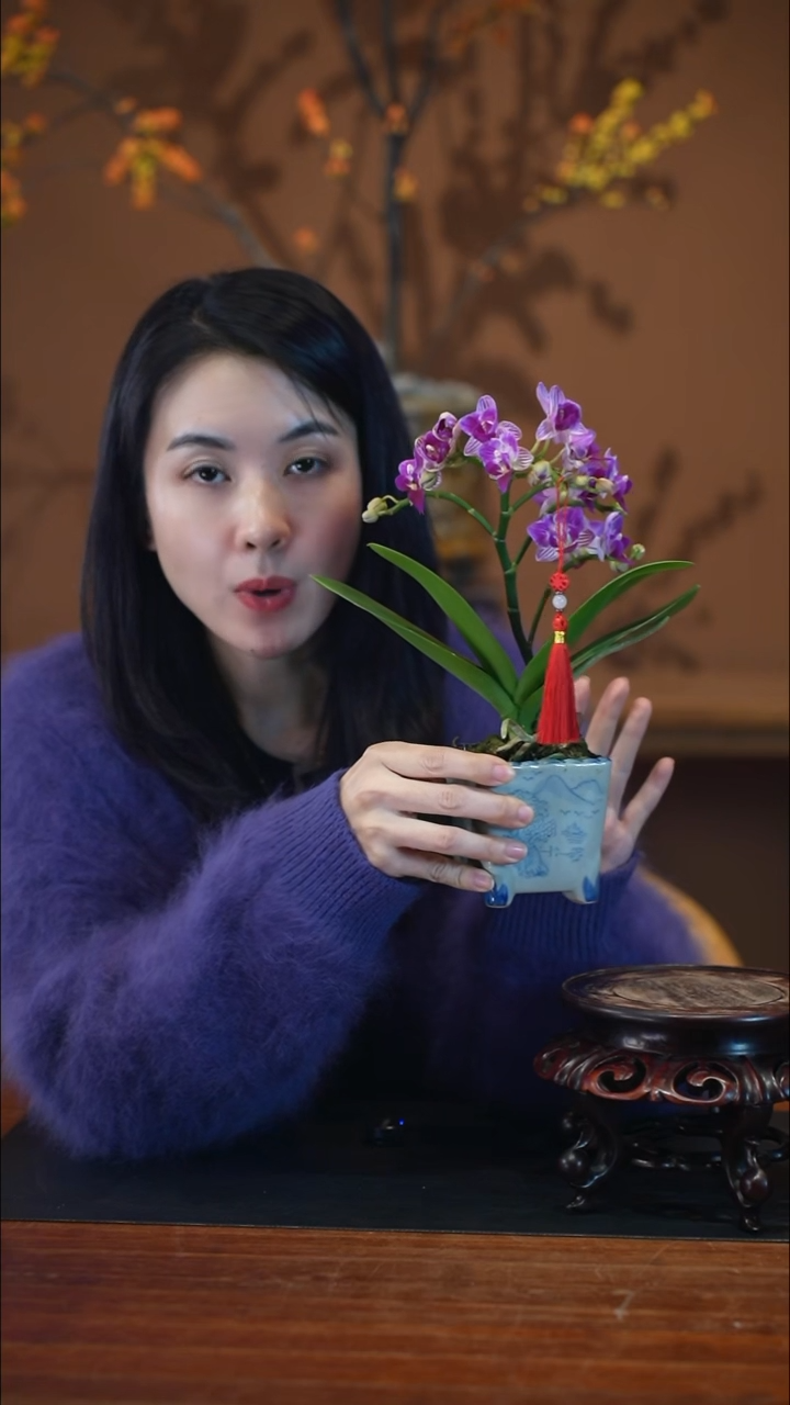 全部花朵蝴蝶兰青花盆景盆景盆景