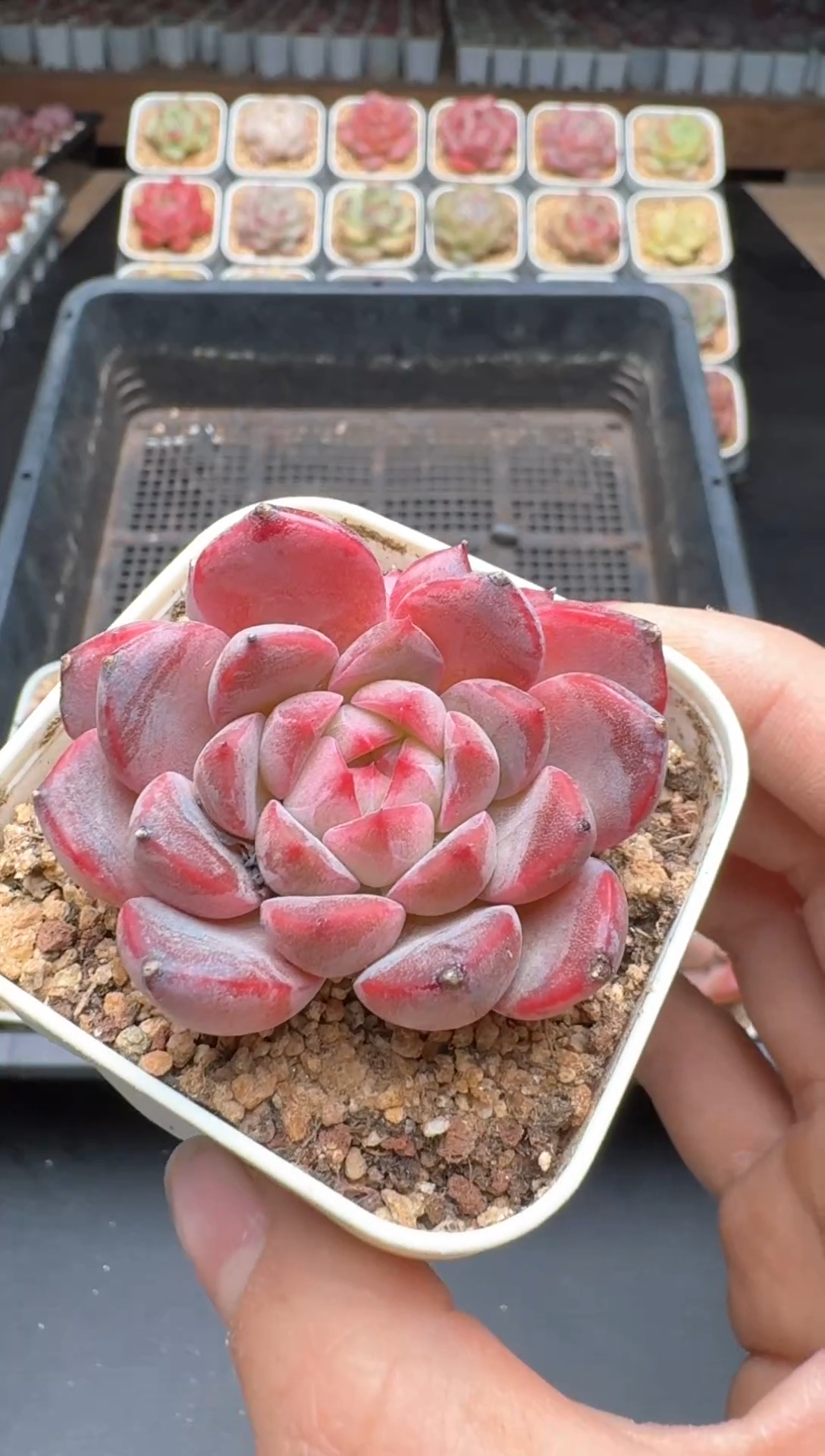 【闪购商品】601B物拍多肉带盆土6.5杯拍3颗包柚