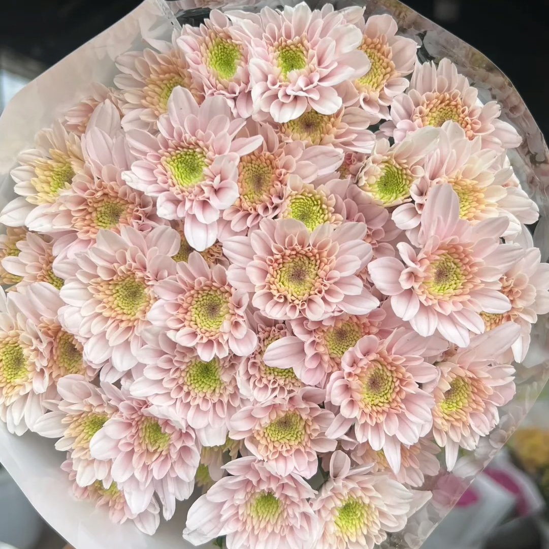 【杏色桃花雪小菊】1扎（10枝）稀有品种顺丰包邮山东基地发货