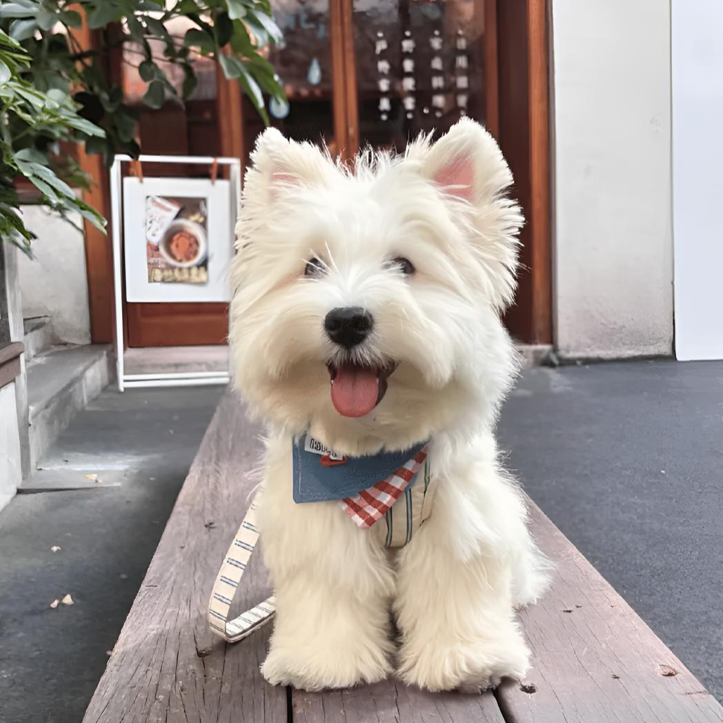 （汪汪仔）精品西瓜地 萌宠 乖巧可爱乖巧陪伴犬