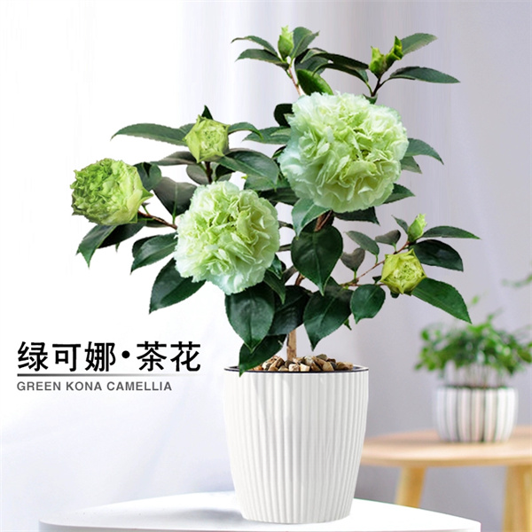 绿可娜茶花盆栽花卉植物开花茶花室内外浓香