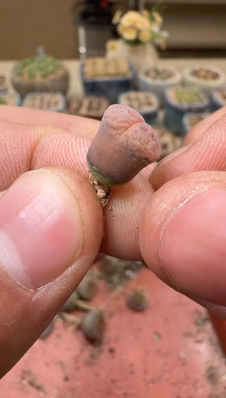 30-173多肉植物肉锥