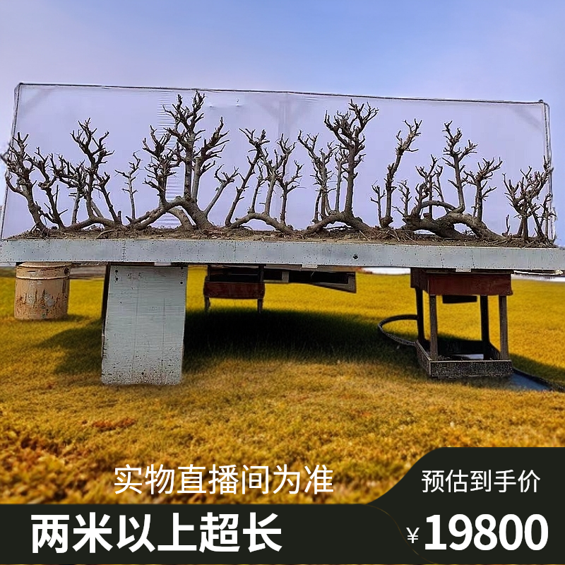 高端超长一本丛林过桥榔榆盆景
