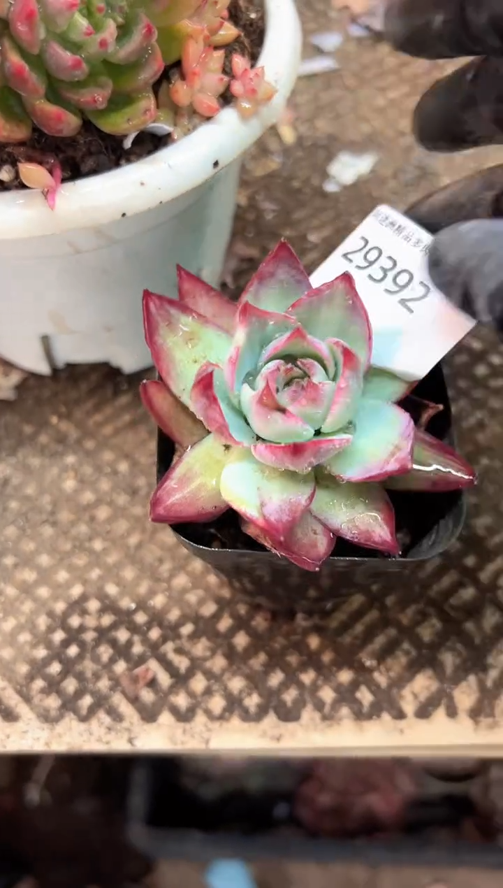 七*多肉植物一物一拍29392