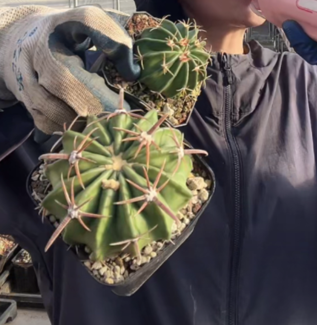 二妹园艺【 2颗 凌波  实生根 】【大小搭配】 脱土随机发货