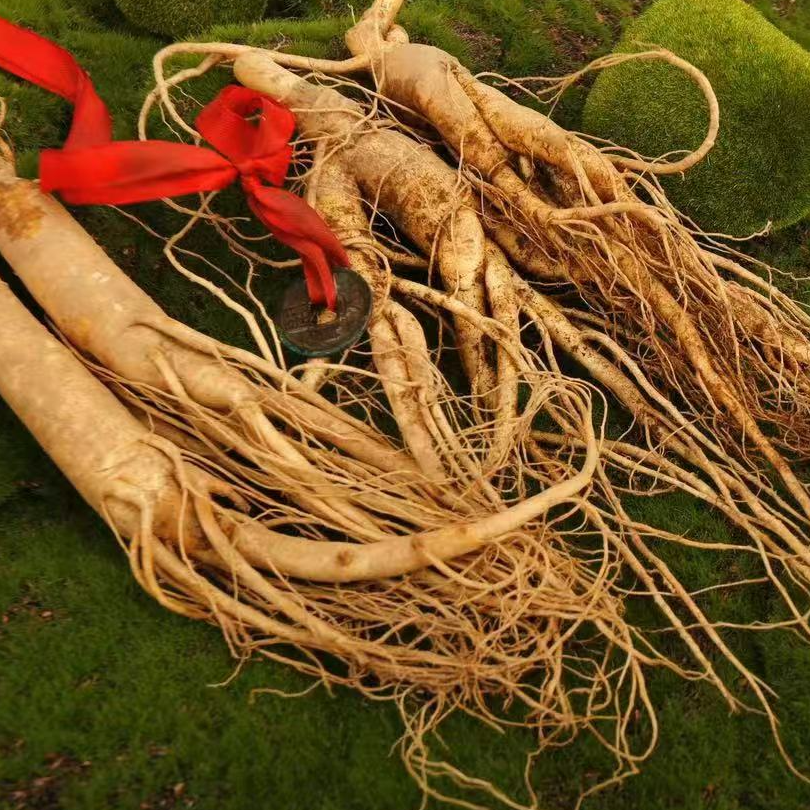 【直播间福利】长白山新鲜人参泡酒药材煲汤煮茶产地直发
