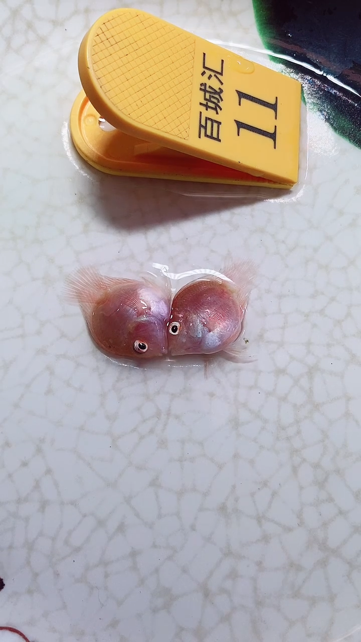 鹦鹉鱼999999999999999