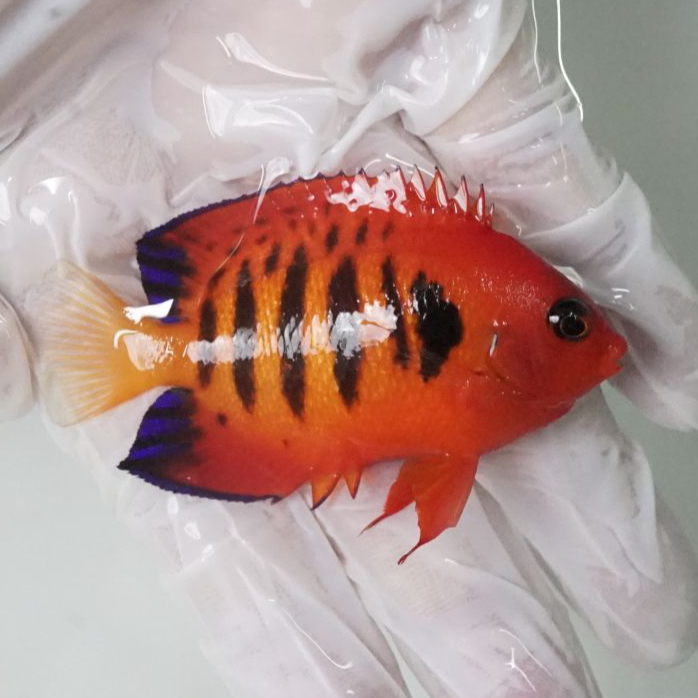 火焰仙海水观赏鱼一鱼一视频联系客服视频看鱼-报损完整拆包视频