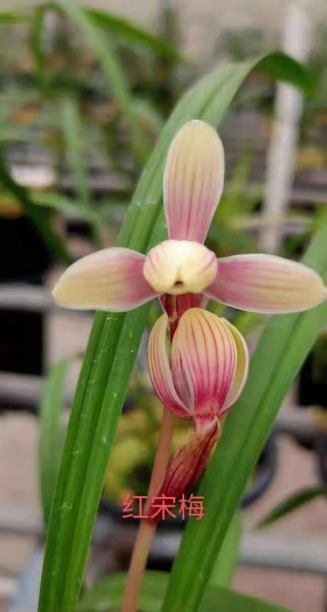 建兰室内绿植红宋梅浓香复色梅瓣兰草兰花草紫阳花小洛熙事件
