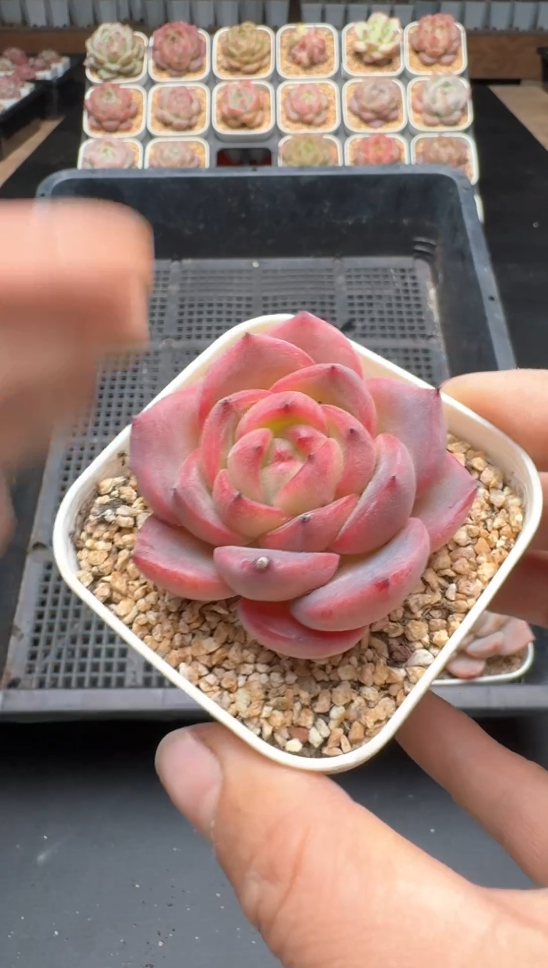 【闪购商品】177A号一物一拍多肉花卉植物拍3颗起发