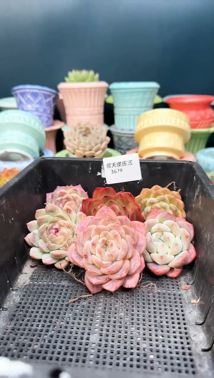 3   679 多肉 6  颗