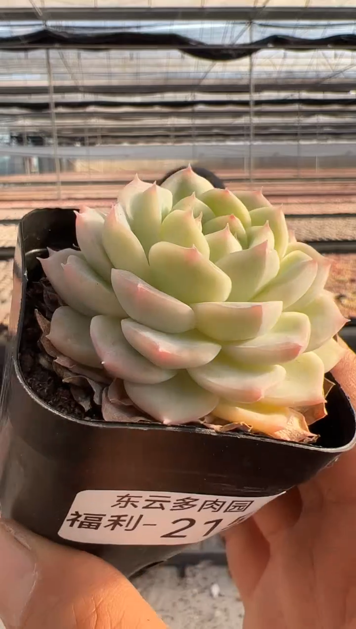 【闪购商品】福利款多肉-215