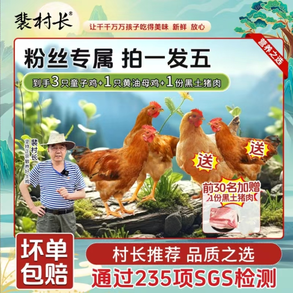 【拍一发五】到手三只裴村长散养童子鸡加一只老母鸡加赠土黑猪肉